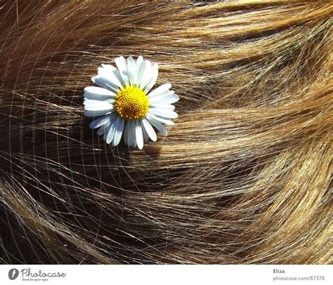 daisy blonde|Blonde Daisy Profiles .